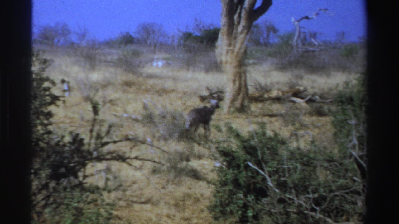 Horned antelope standing in dry savannah grass near brush and a large tree.