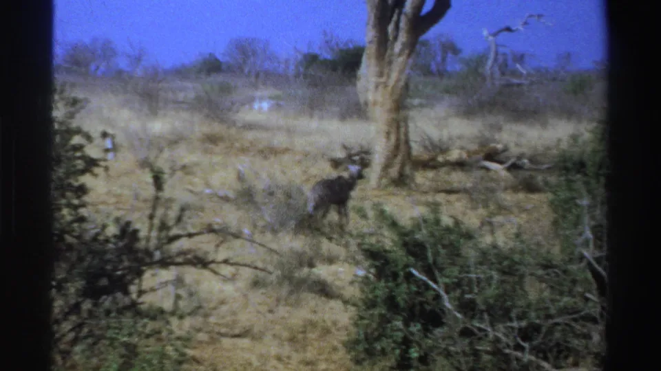 1969 South Africa 8mm frame showing a kudu-like antelope partly obscured by brush in dry savannah grass under blue sky.