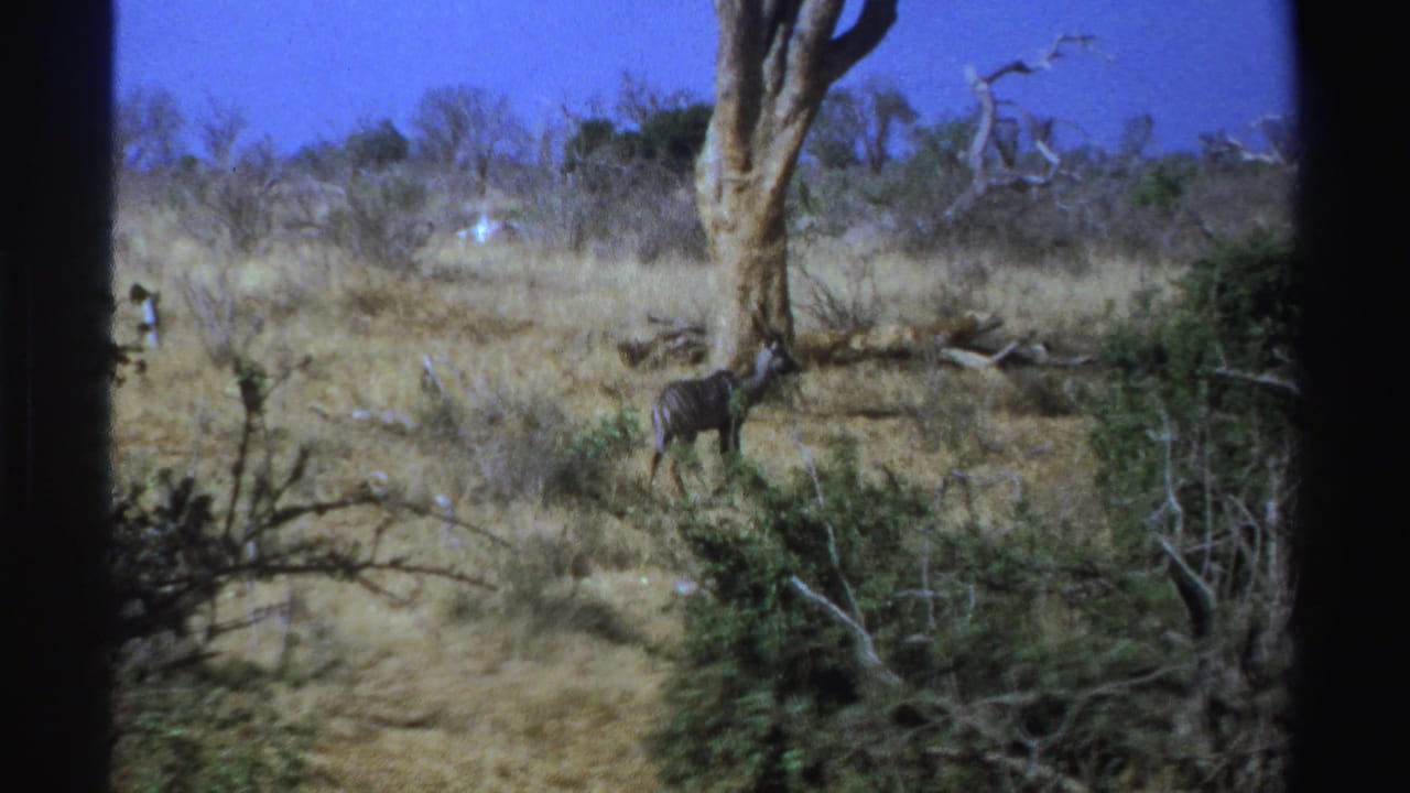 1969 South Africa 8mm frame with a kudu-like antelope in open dry savannah, framed by shrubs and a large tree trunk.