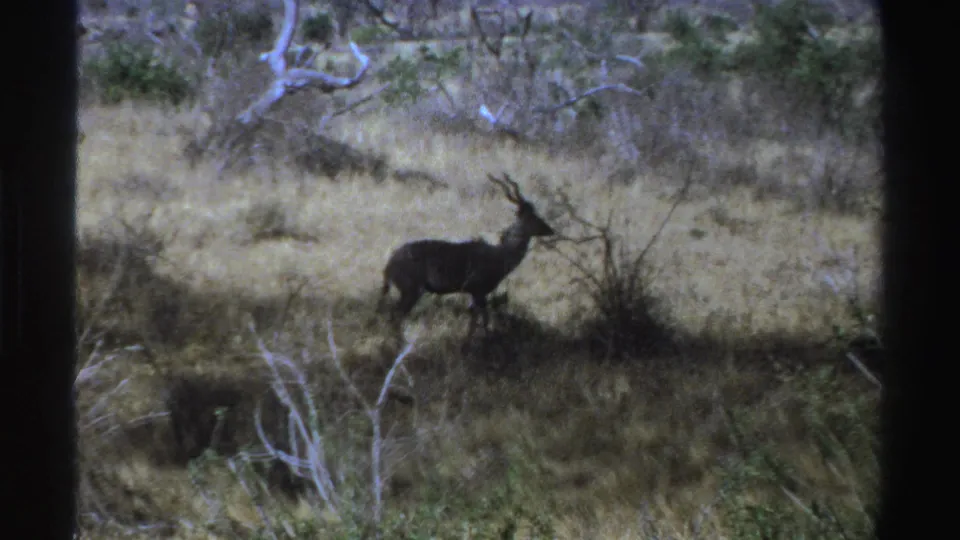 1969 South Africa 8mm frame showing a kudu-like antelope in profile among dry grass, shrubs, and pale branches.