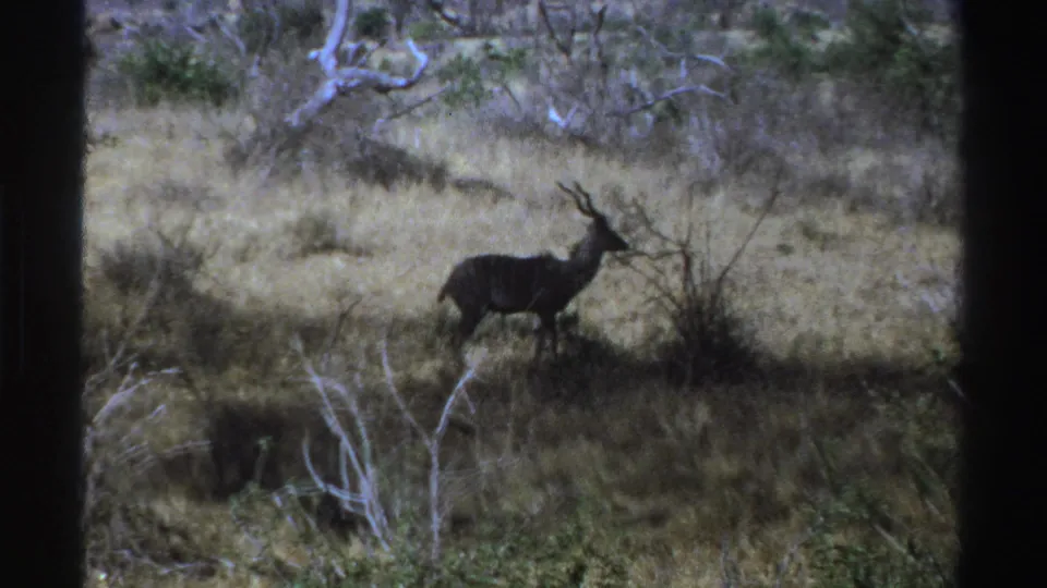 1969 South Africa 8mm frame of a kudu-like antelope walking through dry savannah brush with trees in the background.