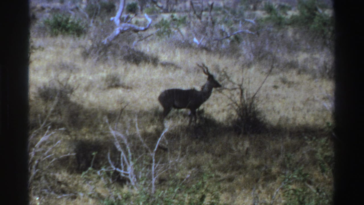 Kudu standing in dry grass near shrubs, framed by dark film borders.