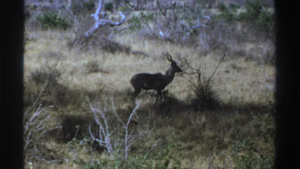 1969 South Africa 8mm frame of a horned kudu standing alert in dry savanna grass with sparse shrubs around it.