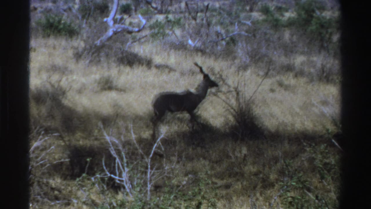 1969 South Africa home-movie frame showing a kudu in profile near a shrub in dry savanna vegetation.