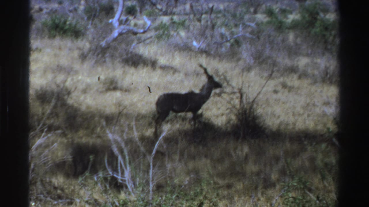 Lone antelope standing in dry grass near shrubs and sparse trees.
