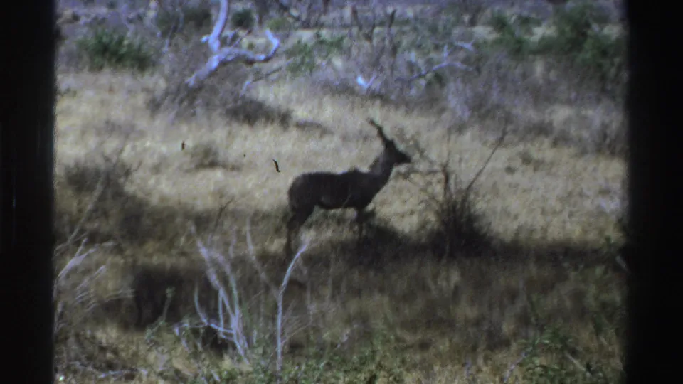 A lone antelope stands alert in a dry South African savanna clearing in 1969 8mm home-movie footage.