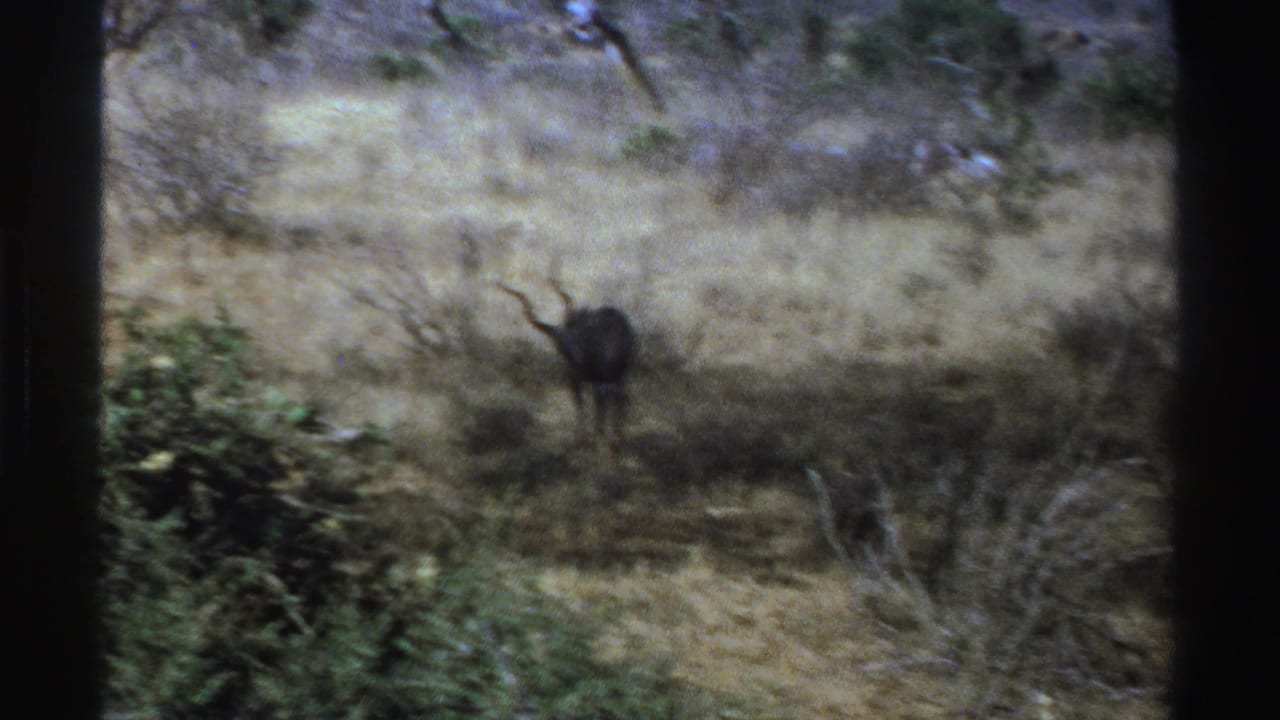 The antelope appears farther back in the dry South African savanna, facing toward the camera amid shrubs and trees.