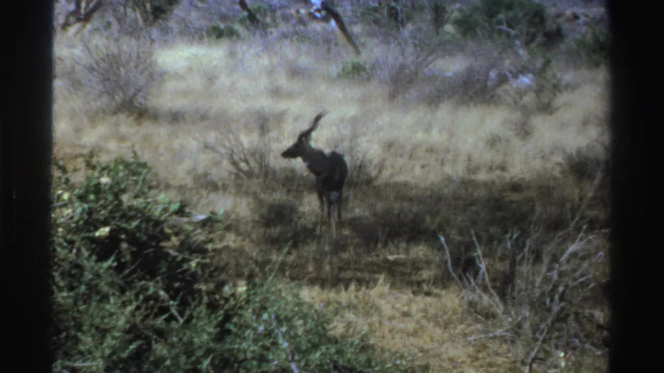 A horned antelope stands in dry grass near green shrubs, its head turned in a cautious pose.