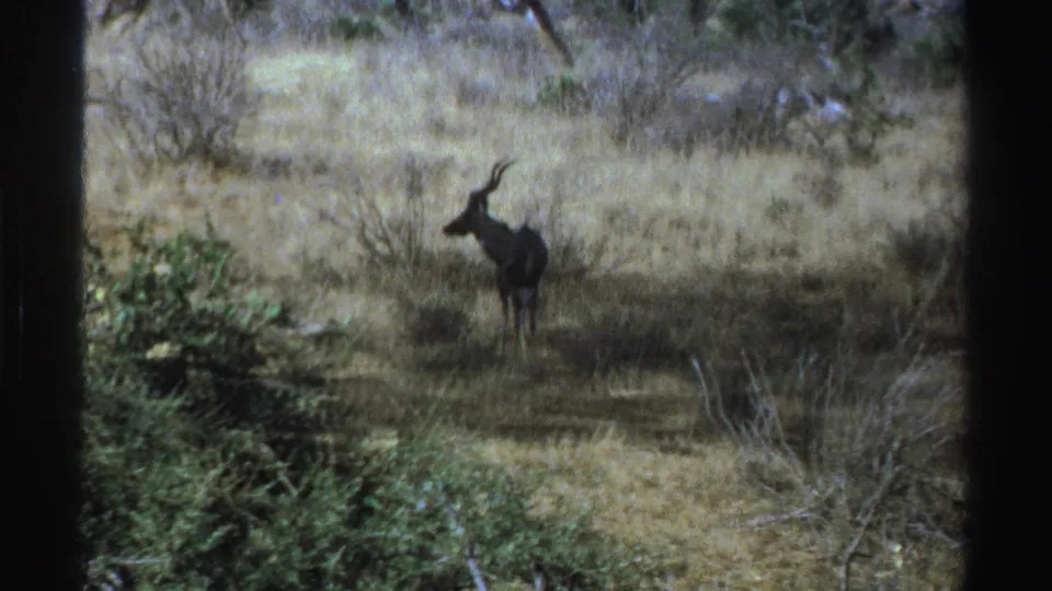 The antelope remains paused in the 1969 South African savanna footage, framed by dry grass and low brush.