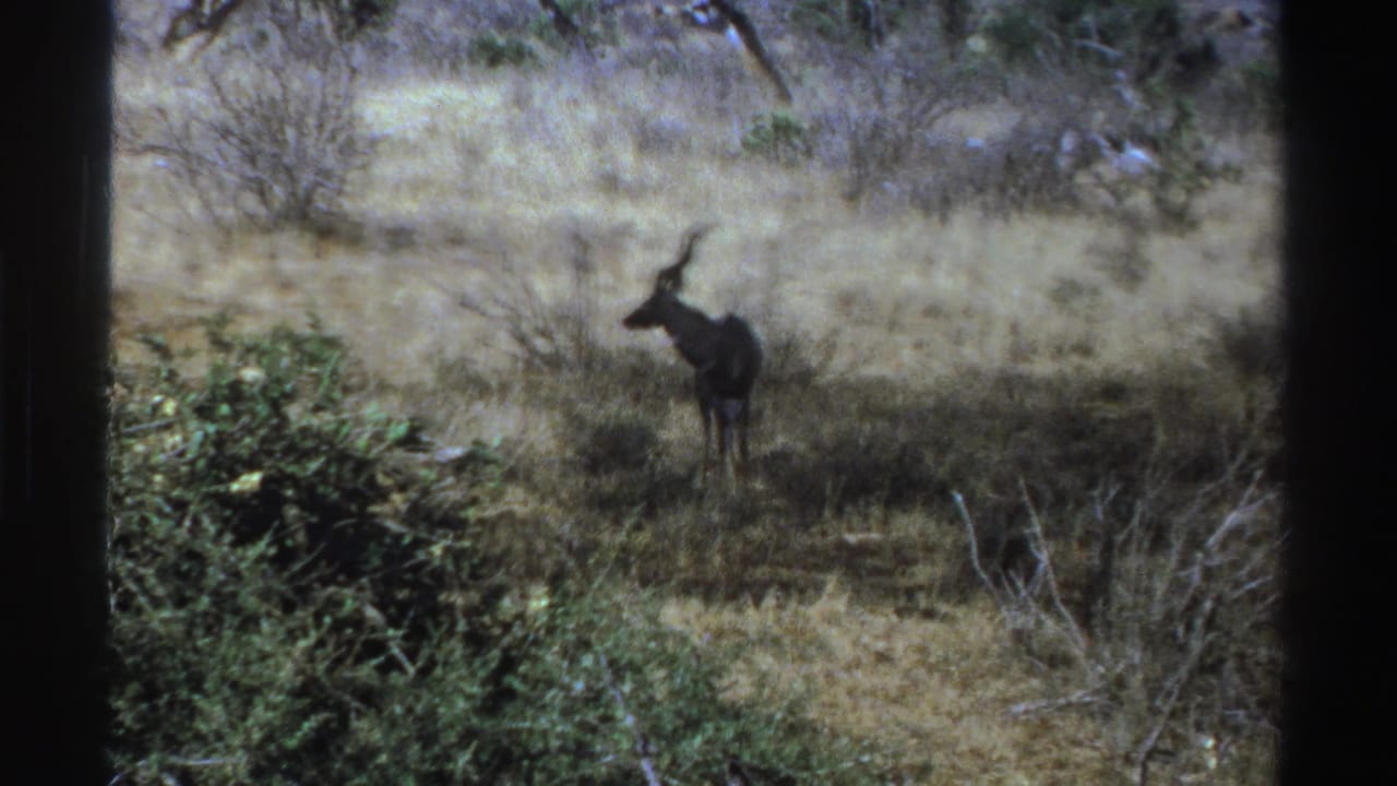 1969 South Africa 8mm frame showing a horned kudu standing alert in dry savanna grass among shrubs and trees.