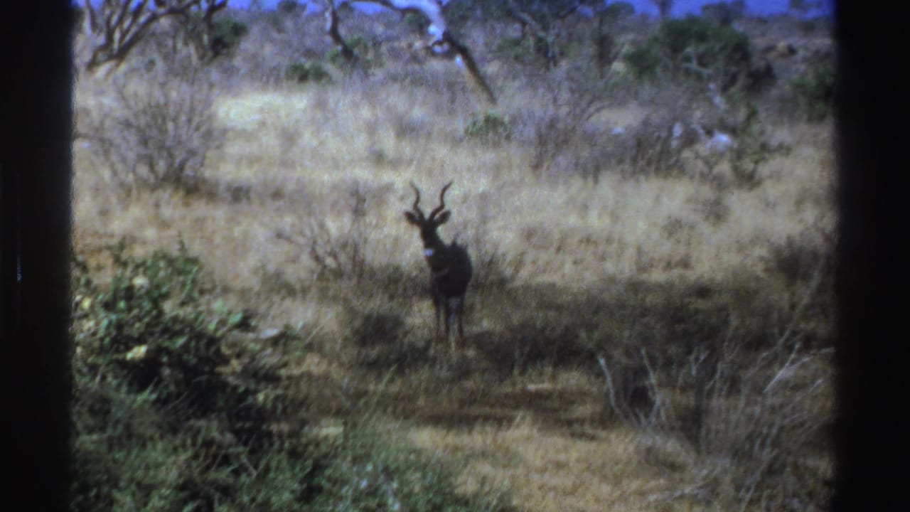 Kudu facing the camera in dry grassland near shrubs.