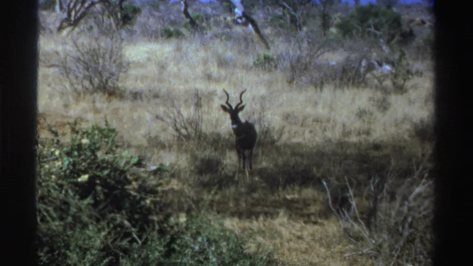 1969 South Africa 8mm frame showing a kudu standing still behind foreground brush in dry savanna grassland.