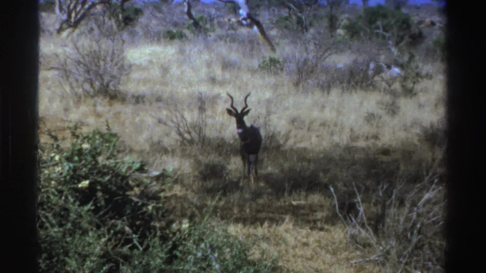 1969 South Africa 8mm frame of a kudu in a dry grassy clearing, with shrubs, bare branches, and trees in the background.