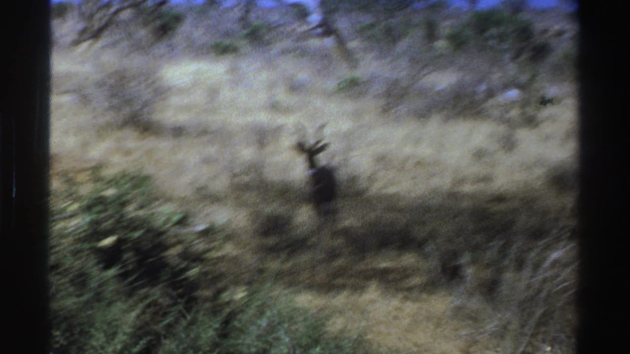 A distant kudu stands alert in dry South African savanna grass, seen in soft 1969 8mm home-movie footage.