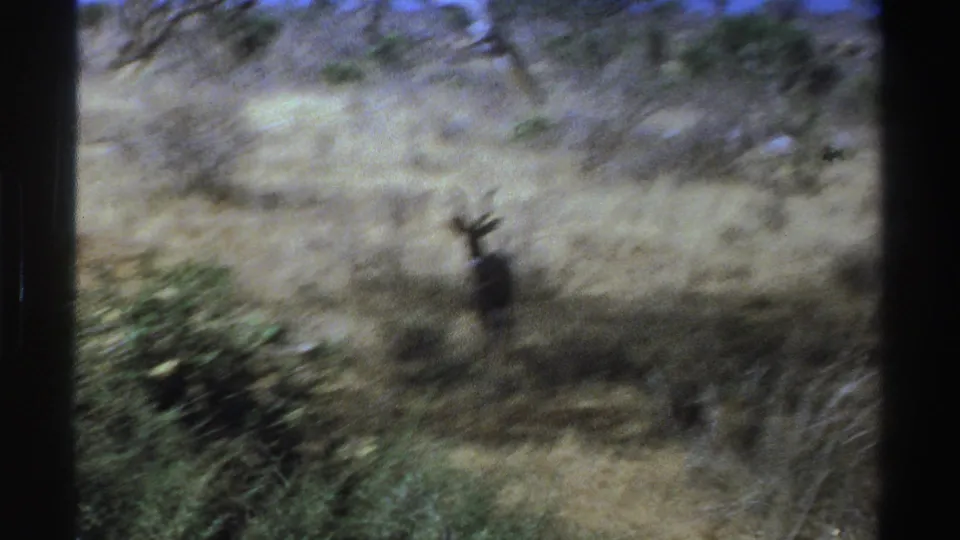 A distant kudu stands alert in dry South African savanna grass, seen in soft 1969 8mm home-movie footage.