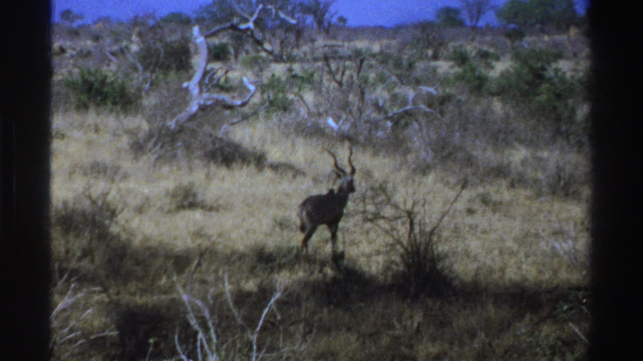 Horned antelope standing in sunlit grass near pale tree branches and scrub.