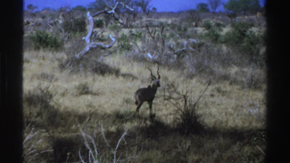 A kudu with spiral horns stands in sunlit South African scrubland, framed from a distance on 8mm film.