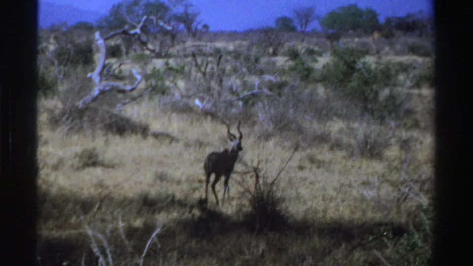 A distant kudu remains visible in dry South African grassland, with scattered trees and brush across the frame.