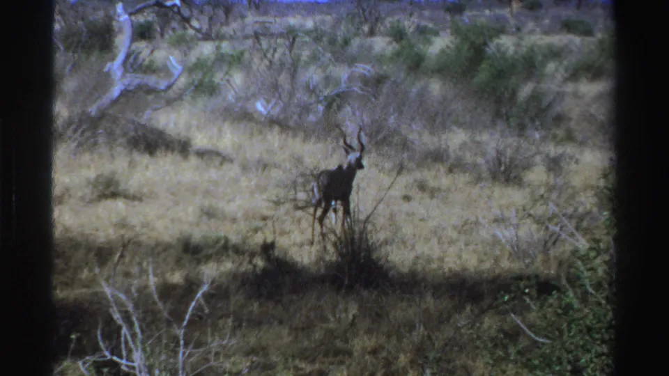 A kudu stands partly in shadow in the South African savanna, surrounded by dry grass and low scrub.