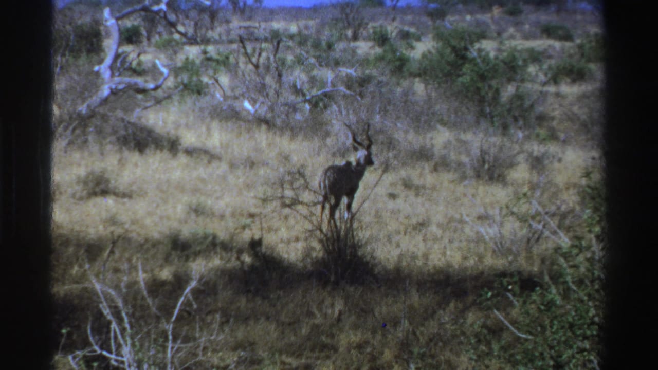 Horned kudu standing in dry savanna grass among shrubs.