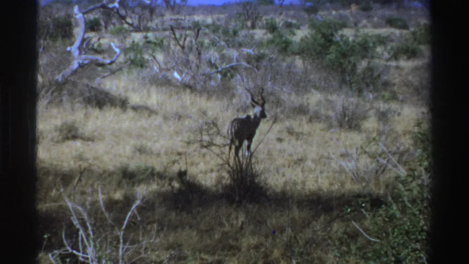 1969 South Africa 8mm frame showing a horned kudu standing alert in dry savanna vegetation.