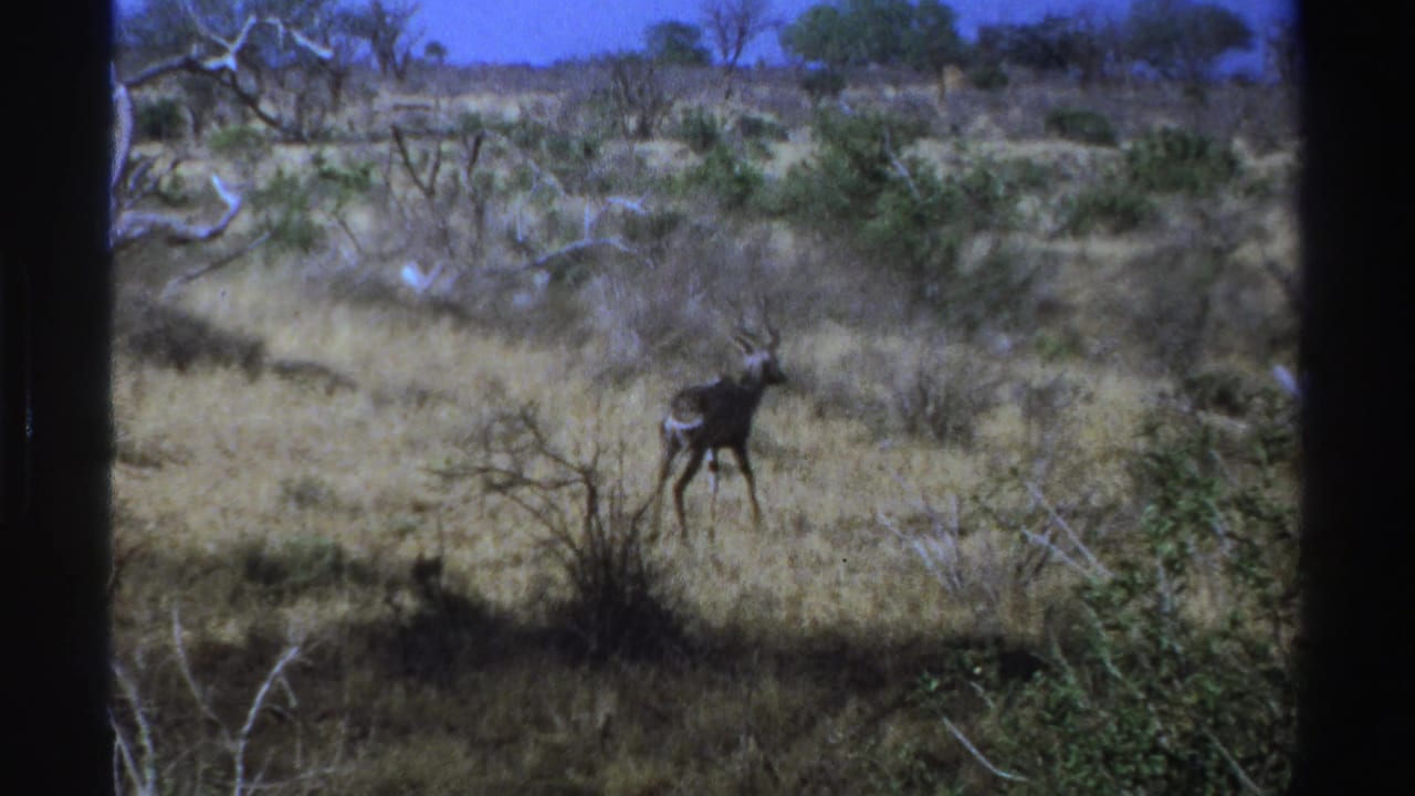 A kudu remains alert in a dry South African savanna landscape, framed by 8mm film borders.