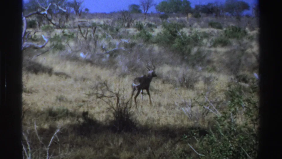 A kudu remains alert in a dry South African savanna landscape, framed by 8mm film borders.