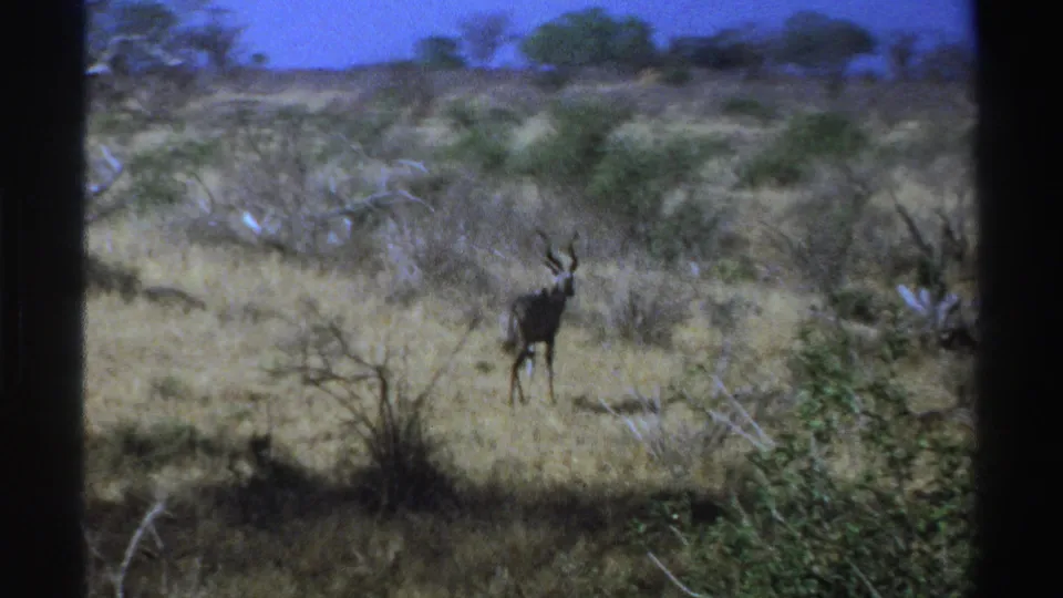 Distant 1969 8mm view of a kudu in South African savanna, surrounded by dry grass and thorny brush.