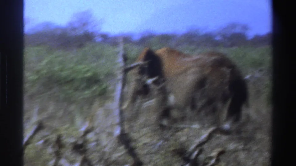 Soft, blurred 8mm frame of a large brown animal beside a fence in the South African wildlife setting.