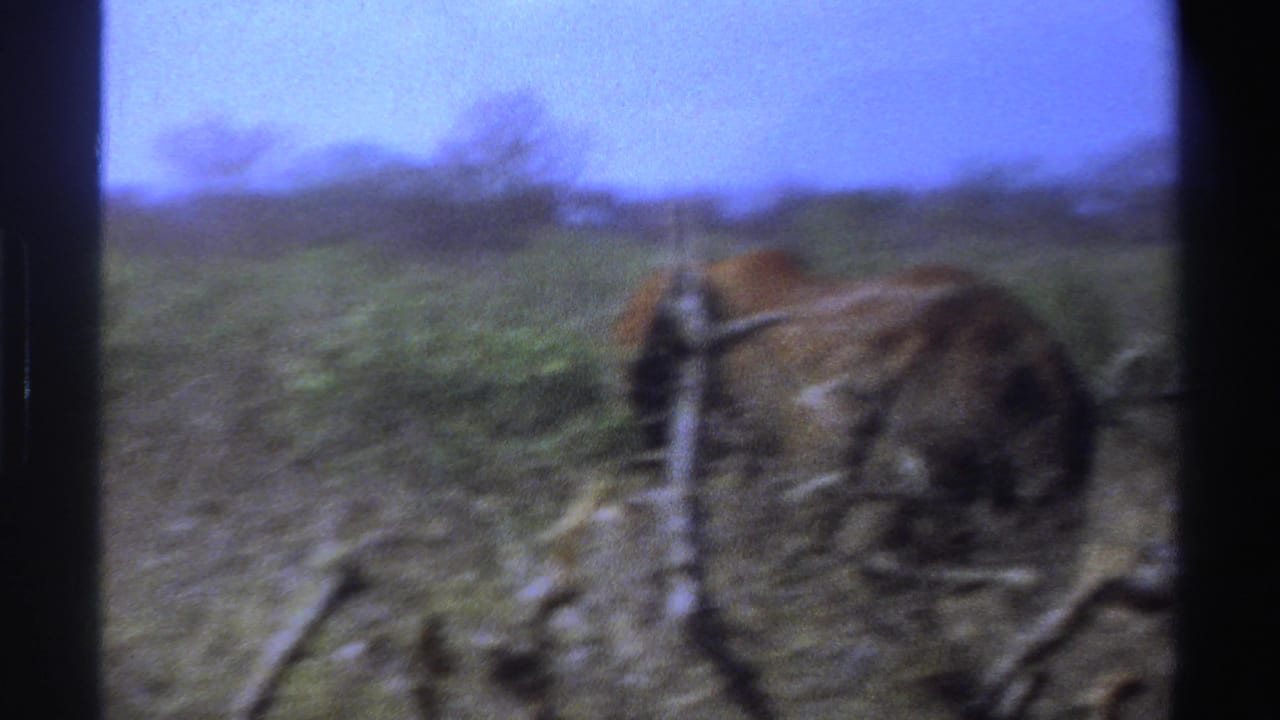 1969 South Africa 8mm frame showing an elephant moving through dry grass and scattered branches in bushland.