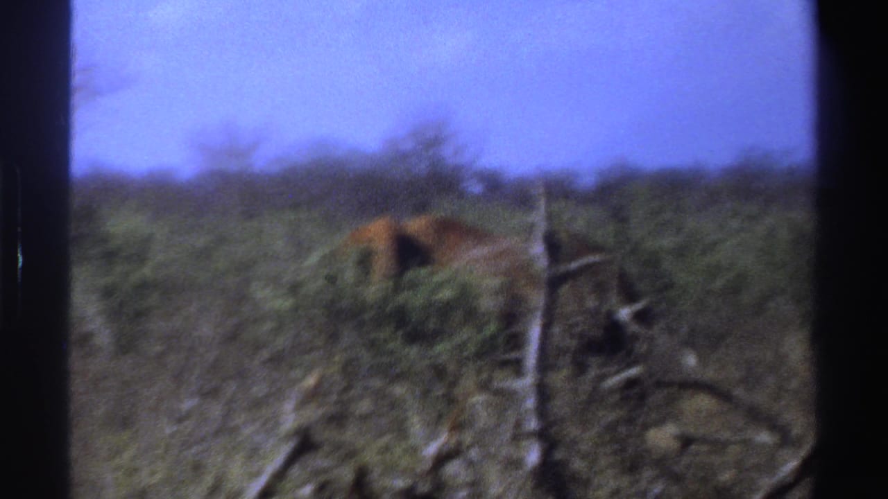 Elephant walking behind shrubs and bare branches in open bushland.