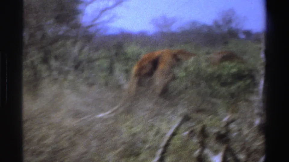 Soft 8mm frame of an elephant moving across South African bushland with shrubs and dry grass in the foreground.