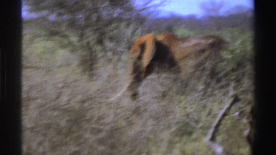 1969 South Africa 8mm frame showing an elephant walking away through dry grass, shrubs, and scattered branches.