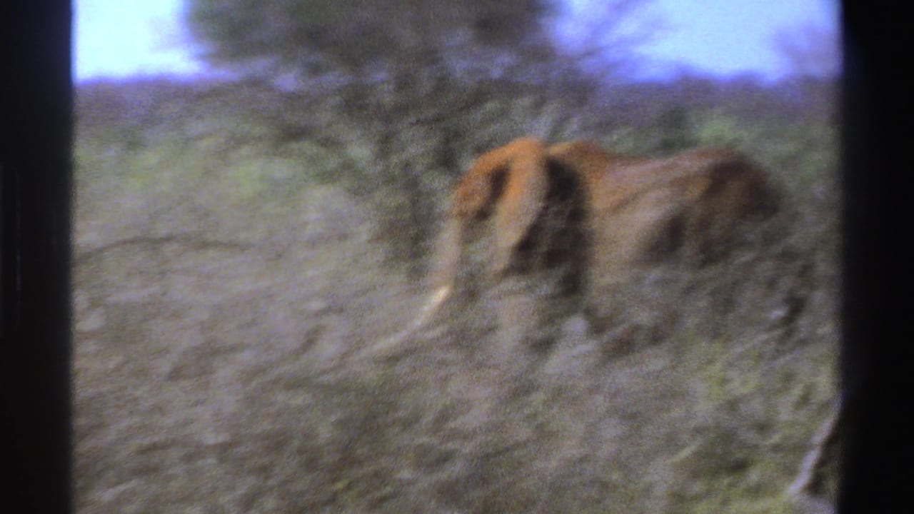 1969 South Africa 8mm frame showing an African elephant with tusks moving through dry savanna brush.