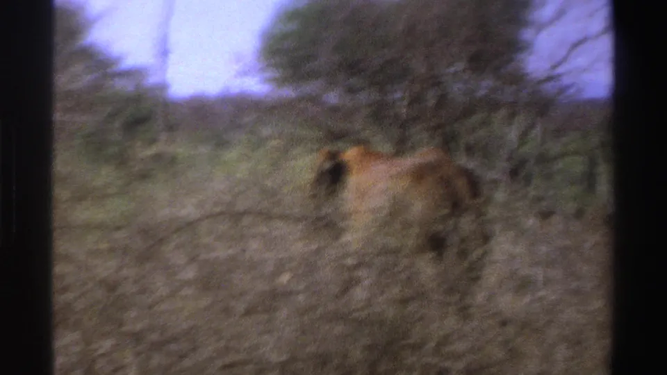Soft 8mm frame from South Africa showing a tusked elephant receding through dry brush and trees.