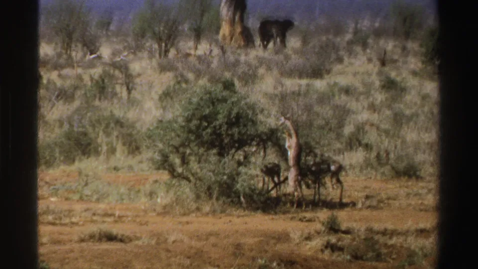Wider 1969 South Africa 8mm frame with an elephant in the distance among dry grass, shrubs, and trees.