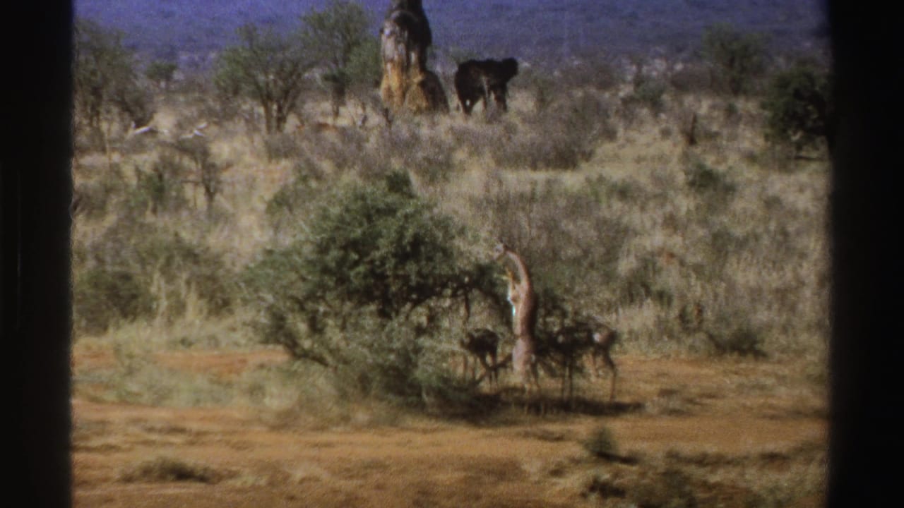 Giraffe feeding beside a bush with antelope nearby and an elephant in the background.