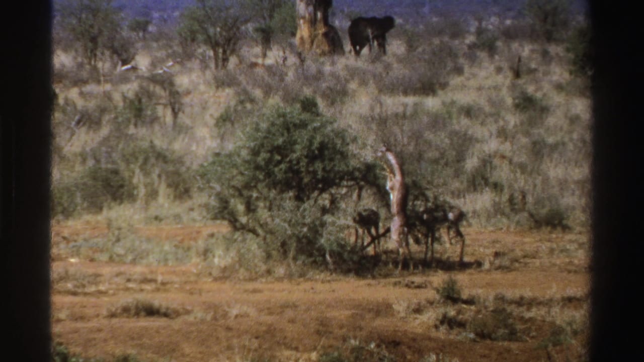 1969 South Africa home-movie frame with a giraffe stretching to feed, antelope beneath the bush, and an elephant visible beyond the scrub.