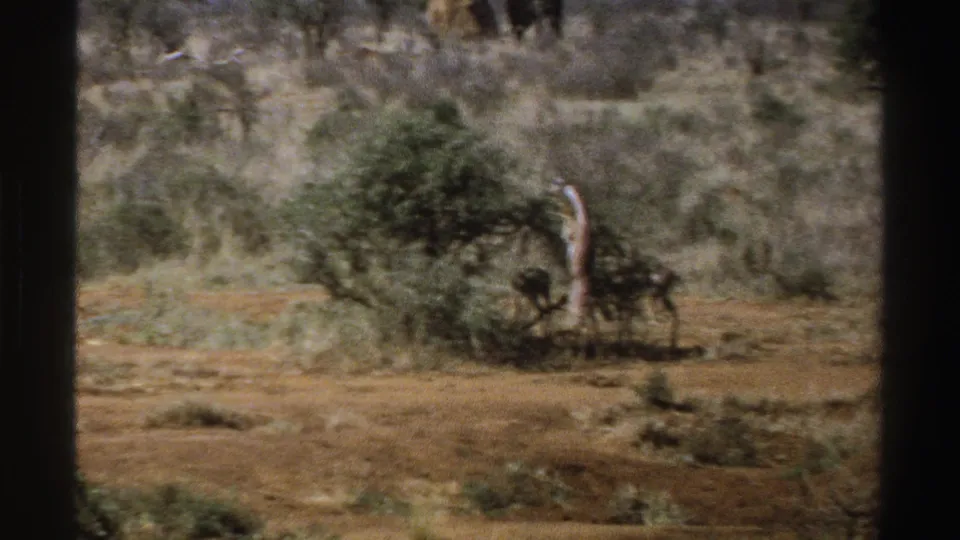 Soft 1969 South Africa 8mm frame showing a giraffe at a bush, antelope close to its base, and dry savanna brush behind them.