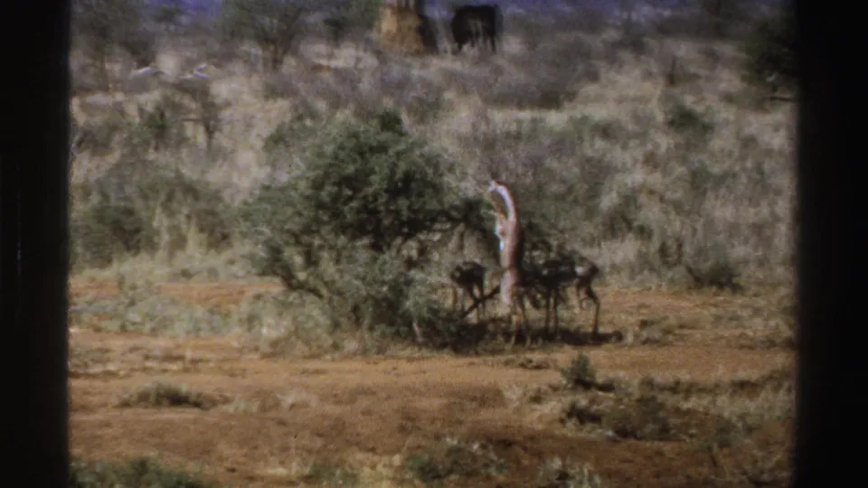 1969 South Africa 8mm frame of a giraffe feeding beside a bush, antelope beneath it, and scrubby savanna stretching into the background.
