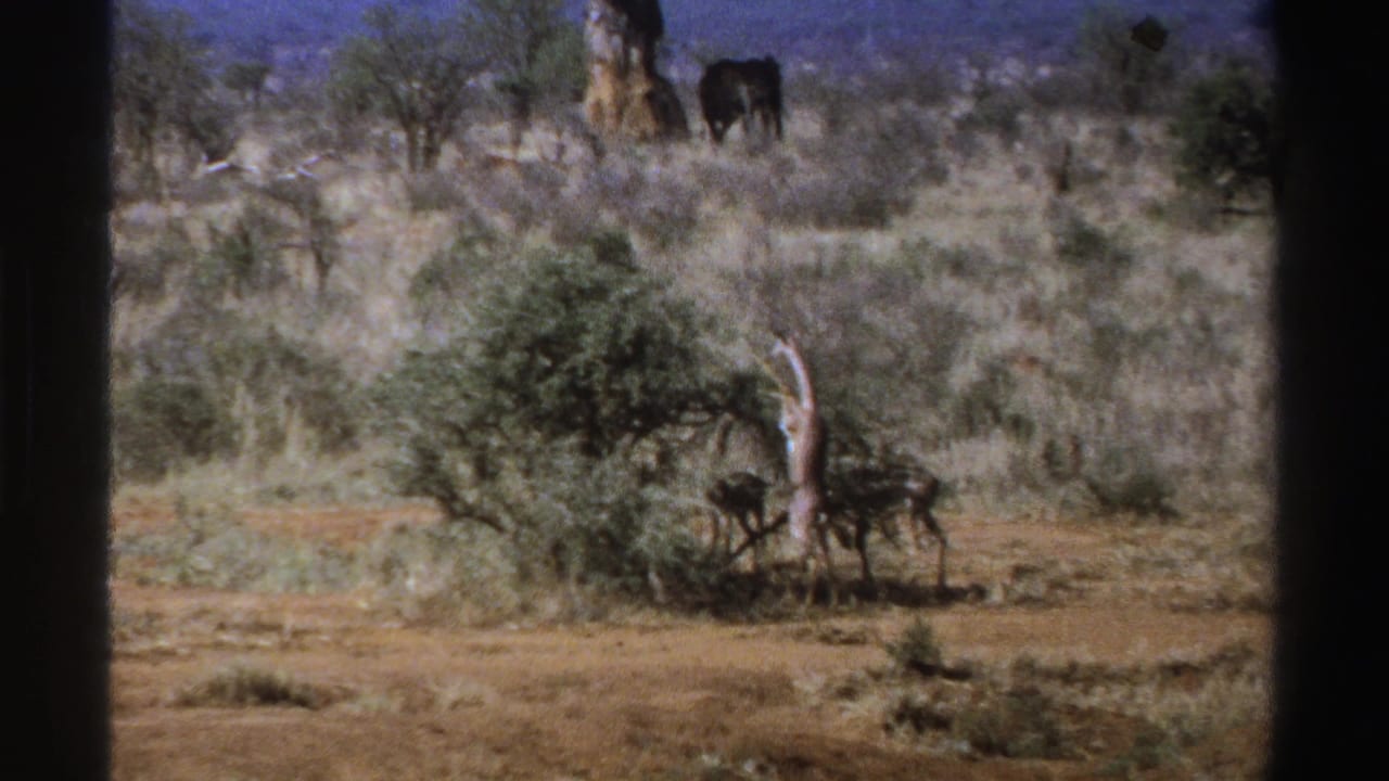 Giraffe feeding beside a bush with an elephant distant in dry savanna.