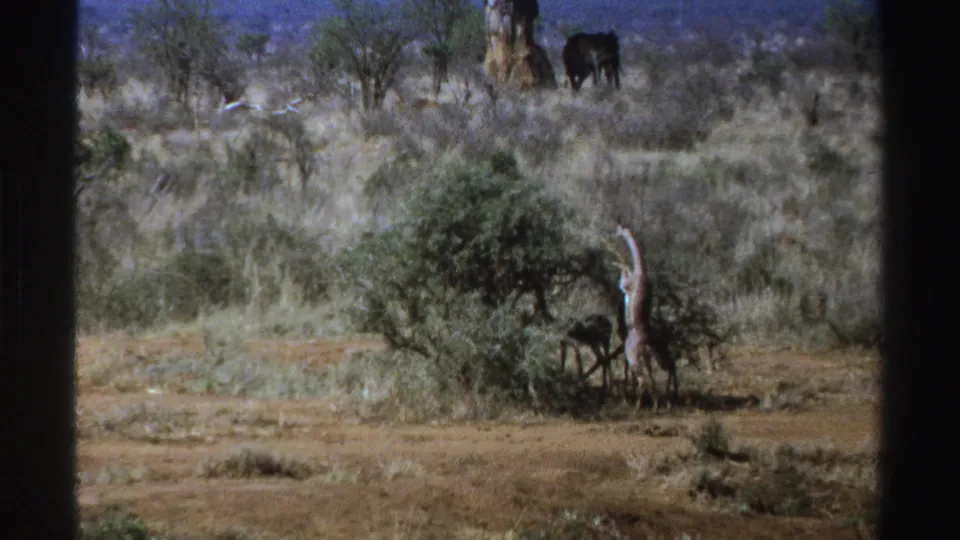 A 1969 South Africa 8mm frame shows the giraffe lowered beside scrub vegetation, with an elephant standing beyond the trees.