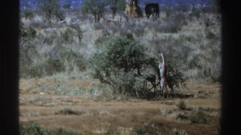 1969 South Africa home-movie frame of a giraffe browsing in brush while a distant elephant stands among trees and dry grasses.
