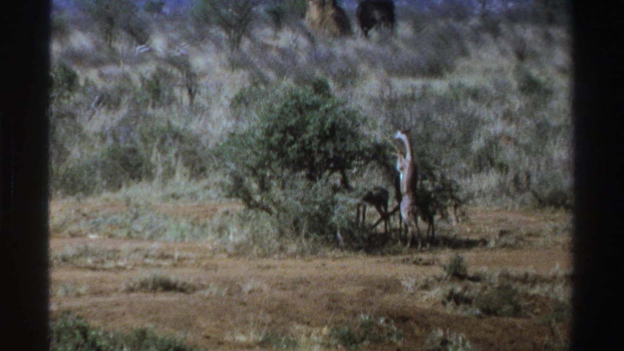 Giraffe stands beside a shrub with an elephant grazing in the background.