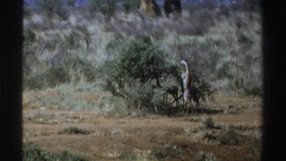 1969 South Africa 8mm frame showing a giraffe near a bush and an elephant farther back in dry savanna terrain.