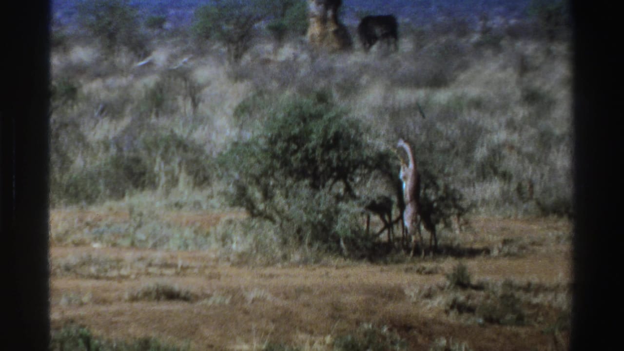Vintage South Africa wildlife frame with a giraffe partly near brush and an elephant behind it on open scrubland.