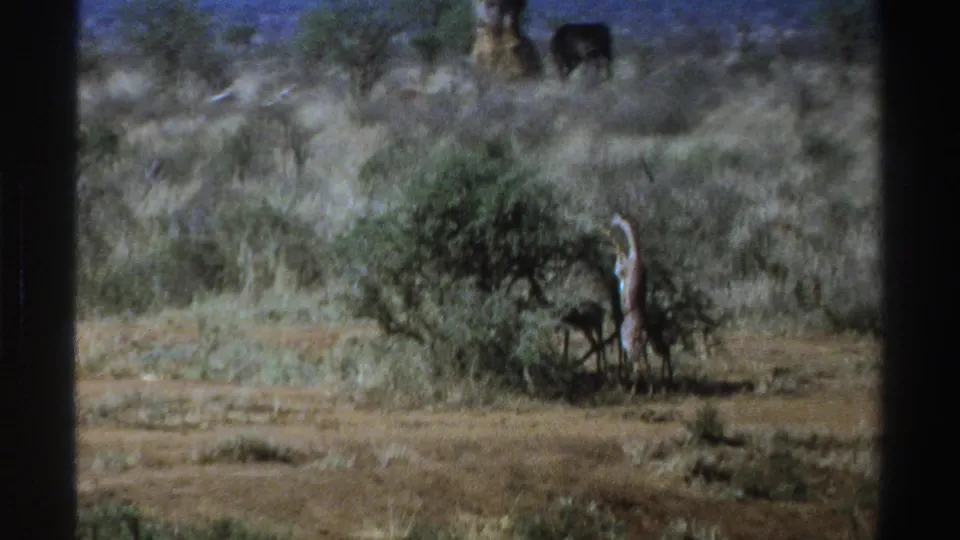 Vintage South Africa wildlife frame with a giraffe partly near brush and an elephant behind it on open scrubland.