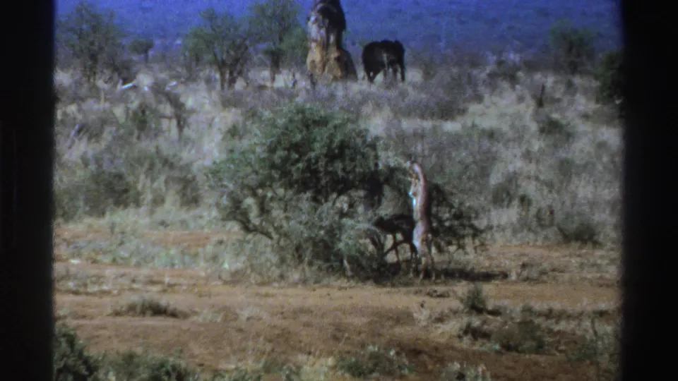 1969 8mm wildlife frame from South Africa with a giraffe beside a bush and an elephant in the upper background.