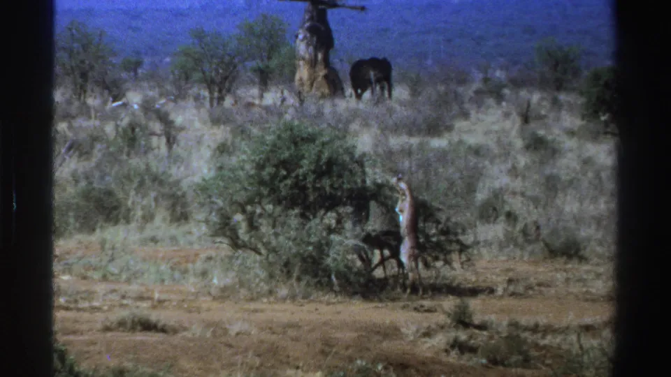 South Africa 1969 home-movie frame with a giraffe partly obscured by brush and an elephant on the dry hillside behind.