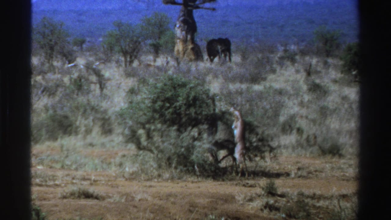 1969 South Africa 8mm frame showing a giraffe browsing at a shrub while an elephant stands near a large tree across dry savanna.